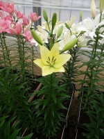 [4034 Gerritzalm No101.JPG]